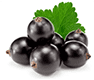 Black Currant