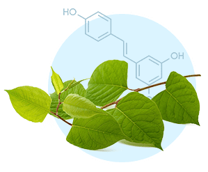 Resveratrol ingredient