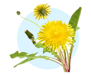Dandelion ingredient