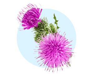 Milk Thistle ingredient