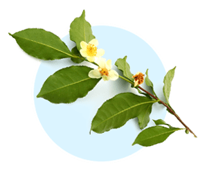 Camellia Sinensis ingredient